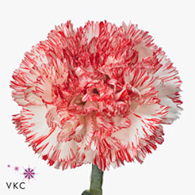Carnation Montoya