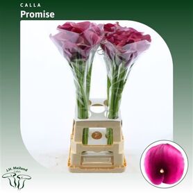 Zant Capt Promise