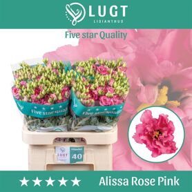 Eustoma Double Alissa Rosee