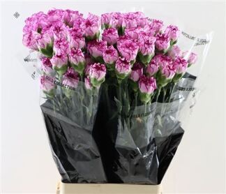 Carnation Boheme