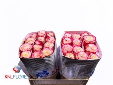 Rose Sweetness