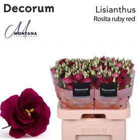 Eustoma Double Rosi Rouge