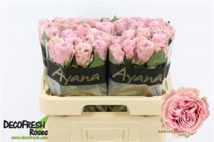 Rosa Addicted 2 Love