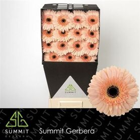 Gerbera Cafe Del Mar Diamond