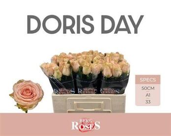Rosa Doris Day