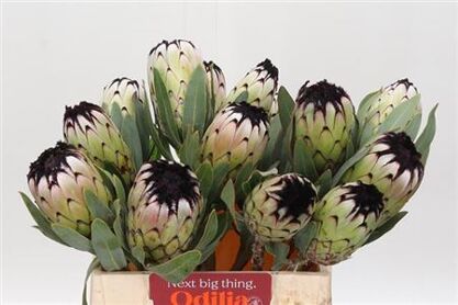Protea Niobe