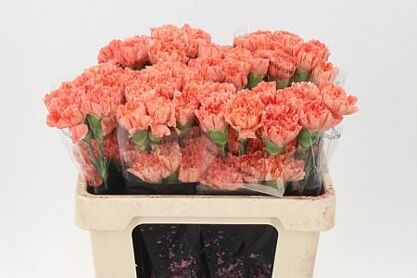 Carnation Lion King