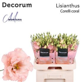 Eustoma Double Corelli Coral