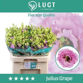 Eustoma Double Julius Grape
