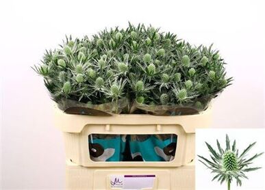 Eryngium Sirius Questar
