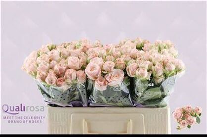Rosa Branchu Bombastic