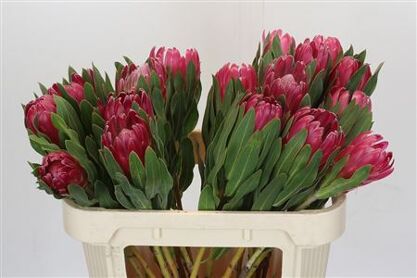 Protea Brenda