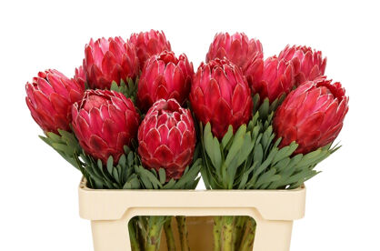 Protea Venus