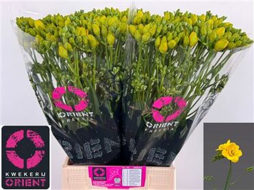 Freesia Double Soleil