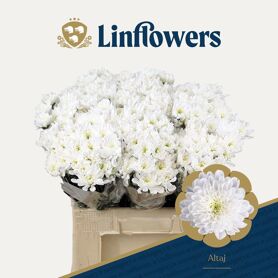 Chrysant Aqua Altaj
