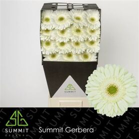 Ge Gr Mint Diamond