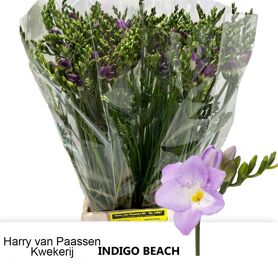 Freesia Single Simple Indigo Beach