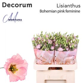 Eust E Bohemian Femin