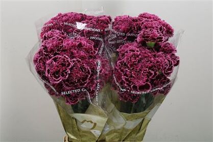 Carnation Nobbio Burgundy
