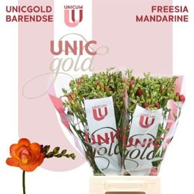 Freesia Double Mandarine