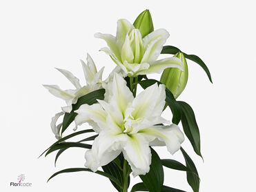 Lys Roselily Aisha