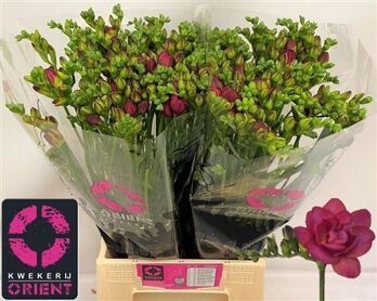 Freesia Double Expression