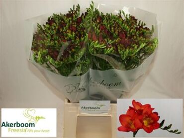 Freesia Simple Fireball
