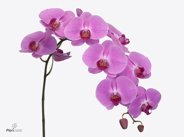 Phal Happy Valentina