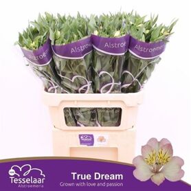 Alstroemeria True Dream