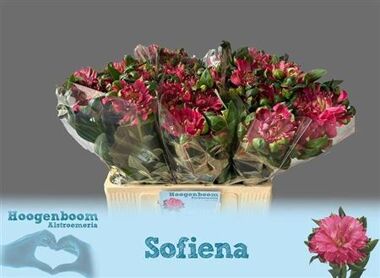 Alstroemeria Fashionista Sofiena