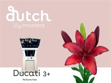 Lys LA Ducati