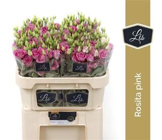 Eustoma Double Rose