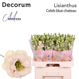 Eustoma Double Blue Chateau
