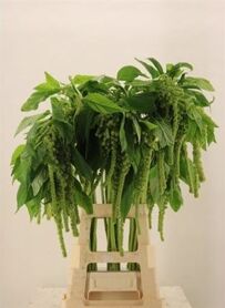 Amaranthus Cycloop