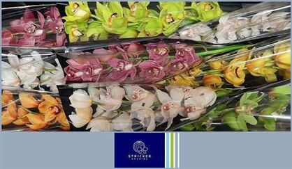 Cymbidium Mixed