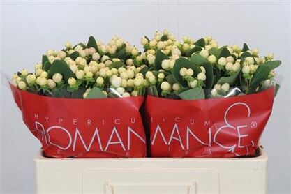 Hypericum Cool Romance