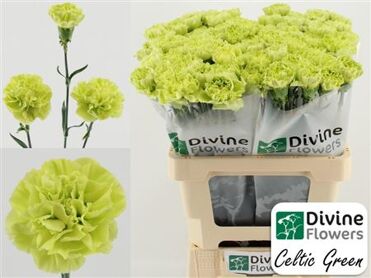 Œillet Celtic Green