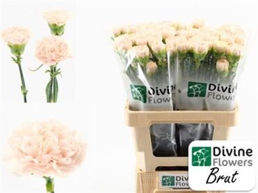 Œillet Brut