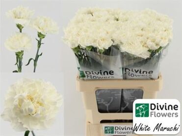Di St Nl Maruchi Bianco