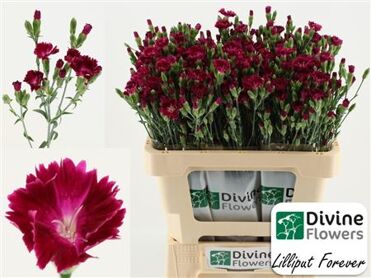 Di Nl Lilliput Forever