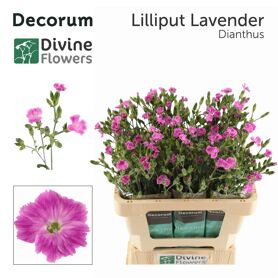 Di Nl Lilliput Lavender