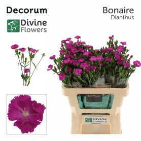 Di Nl Raffine Bonaire