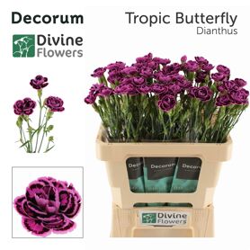 Di Nl Tropic Butterfly