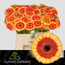 Germini Decora
