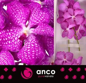 Vanda Kanchana Magic Pink