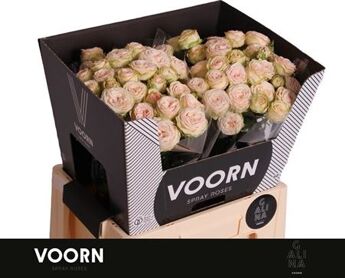 Spray Rose Galina