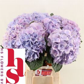 Hydrangea Royal Benefit