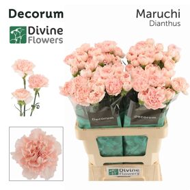 Di St Nl Maruchi