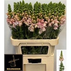 Snapdragon Avignon Pink