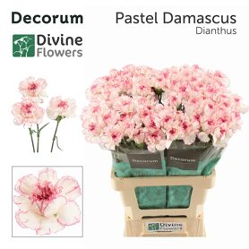 Di St Nl Pastel Damascu